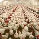 poultry farming business plan pdf