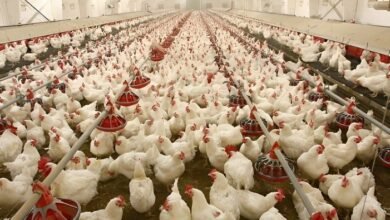 poultry farming business plan pdf