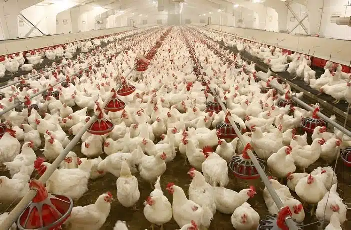 poultry farming business plan pdf