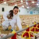 poultry production business plan pdf