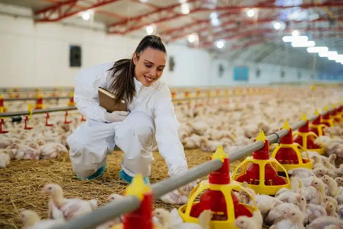 poultry production business plan pdf