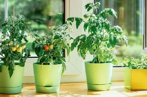 Indoor Gardening