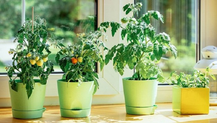 Indoor Gardening