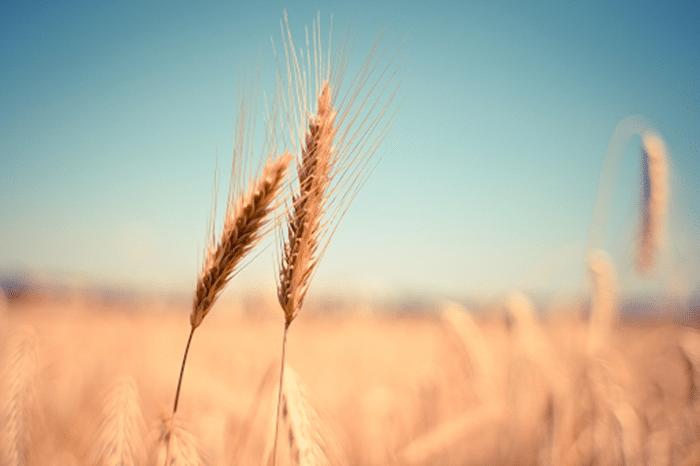 Grain Drying Equipment